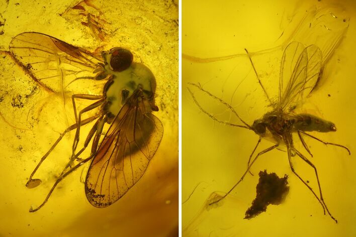 Two Fossil Flies (Diptera) In Baltic Amber - One Huge Fly #200173